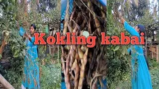 Kokling pitai kadwngmwn lwgwpwr, 🤗✅️