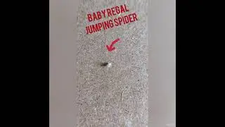 THE babiest Regal Jumping Spider is a tiny egg with Legs!  Not removed and returned to nest ASAP!!