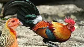O Selvagem Bankiva, Ancestral das Galinhas Dom&eacute;sticas