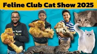 Cat Show Bangalore 2025 | Feline Club of India | 300+ Cat Breeds | Championship Cat Show #catshow