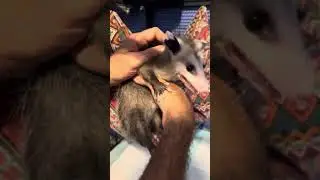 Peaches the opossum update. #animal #follow #love #wildlife #cute #baby #opossum #trending #share