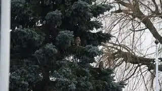 Velduilen. Prachtige uilen zeg
