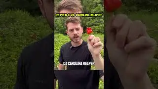Pepper X vs Carolina Reaper e a pol&ecirc;mica sobre o recorde de Ed Curry #chillibrothers #pepperx