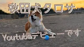 秋田犬タロサ🐕#1 早朝ドッグランで遊ぶだけの動画🎥　#shorts #秋田犬 #ドッグラン