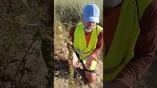 Onagra, una planta invasora que se expande en Asturias