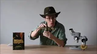 Did T. rex have feathers?