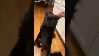 Cats going wild! 😼