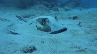Scuba Diving in The Dominican Republic | Dressel Divers Bayahibe July 2022