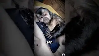 This Monkey&rsquo;s Sad Story Has the Sweetest Ending #shorts #short