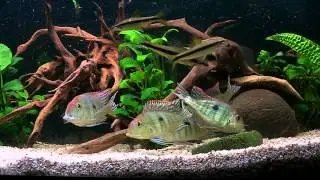 Ziemiojady Red Head Tapajos karmienie