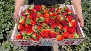 Here&There Australia, Strawberry Farm 🍓, Brisbane 2025