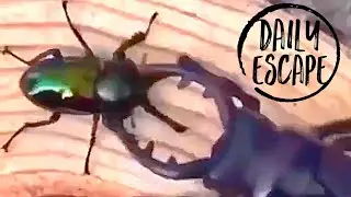Robot Beetle VS Real Beetle Who Will Win? Welcome To Your Daily Escape!  [From Reality] #31
