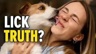 Почему собаки лижут ваше лицо (правда вас удивит!)