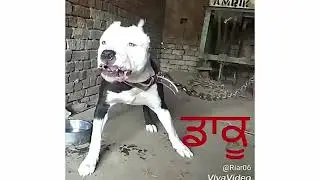 Chache mamya de siran te ni udeya\sidumusawala\best song\2021