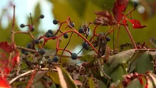 Reclaimed Space - Documentary