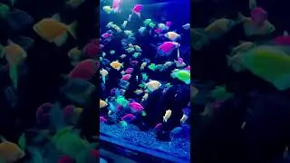 #oscars #tetrafish #glowingfish #aquariumfish #aquarium #fishinglife #fishtank #virafish #fish