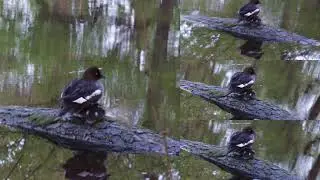 Tufted Duck