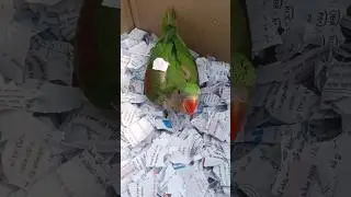 parrot baby #parrottalking #parrotmummy