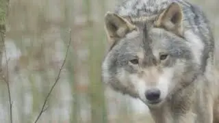 Wild animals eyes visioneyes comparisoneye anatomy video 2020 HD