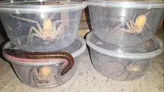 The Big Millipede, Catching Four Huntsman Spiders Using a Bowl 