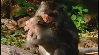 So Pity ! Poor orphan Jessie got bite by Merry | Jessie hurt cry-cry no mom help.