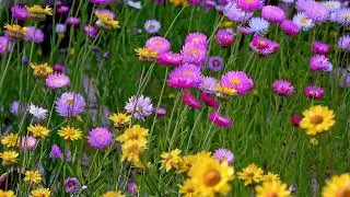 🌸🌼 Beautiful Wildflowers in Bloom 🌸✨ | Beautiful Flowers | Relaxing Nature Video 🍃🌼 Soft & Minimal