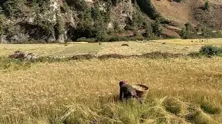 Mountain life in Nepal Himalayas #nature #mountains #nepali #himalayantrip #trekkinginnepal #nepal