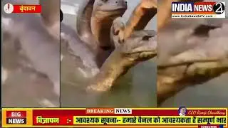 #KaliyaNaag​​ #YamunaRiver​​ #Vrindavan​​ #ViralVideo​​ #FactCheck​​ #Sheshnag​​ #RealOrFake​​ #Myth