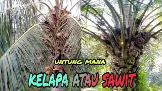perbandingan hasil kelapa sawit dan kelapa sayur beserta perhitungan dalam perawatan