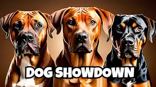 Rhodesian Ridgeback vs Rottweiler vs Boxer: Breed Comparison