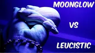 White Snakes Under A Black Light