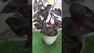 purple wine #terracegardenindia #nature #peace #flowers #plantsofindia ##plantlover