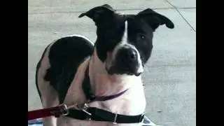 Cleveland Animal Care and Control adoptable!