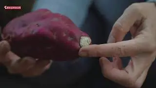 Škola vrtlarstva - berba batata