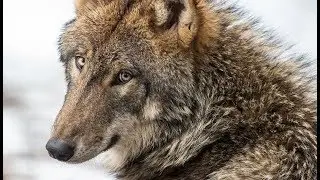 Rik Bakker .I Stand with the Swedish Wolves Do You .Native American Indian Flute music.
