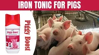 Piggy Boost - Iron Tonic For Pigs