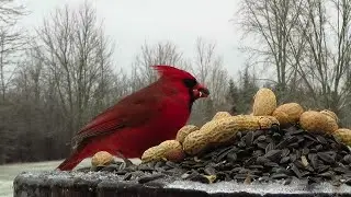 Northern cardinal eating lunch on an icy winter afternoon