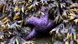 Scientists Zero-In On What's Causing Starfish Die-offs