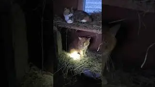 приёмные коты ночуют в теплом  домике-кладовке,  топим им печь,поэтому не холодно им.