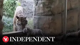 One-month-old Sumatran tiger takes its first steps outside