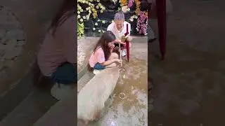 Guangzhou Grandview Mall,  Rainforest Garden #Capybara #China