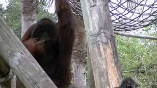 Bornean Orangutan & Silvery Langur at Lowry Park Zoo.