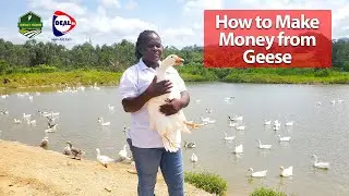 How to Make Money with Geese Goose Farming in Uganda - Great Habib Smart Farm