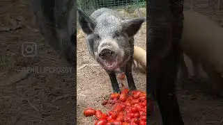 Pigs eating tomatoes.