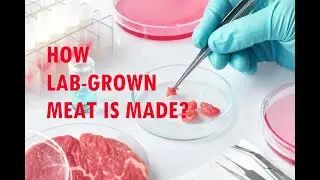 Revolutionizing the Meat Industry: The Future of Artificial Meat