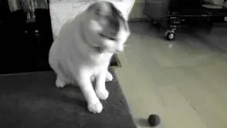 christmas toy.MOV