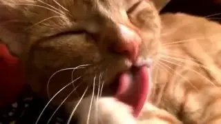 Лео