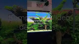 Liquid Garden 90p Aquarium