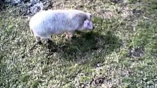 porquinho do vitinho
