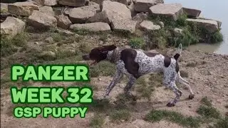 GSP puppy Panzer week 32, Zbonz Dog Park Fort Worth, Texas